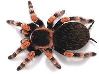 Tarantula picture