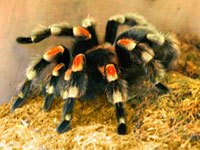 Tarantula image