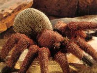 Tarantula image