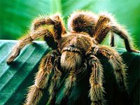 Tarantula image