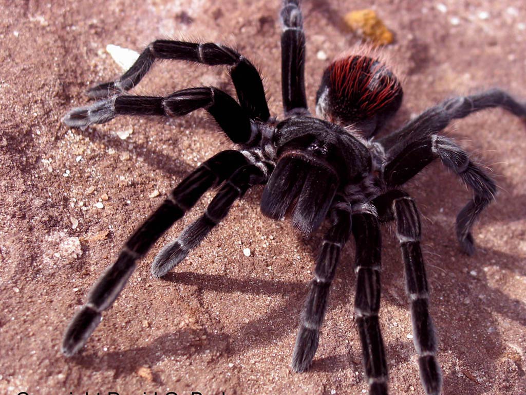 free Tarantula wallpaper wallpapers download