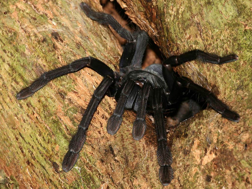 free Tarantula wallpaper wallpapers download