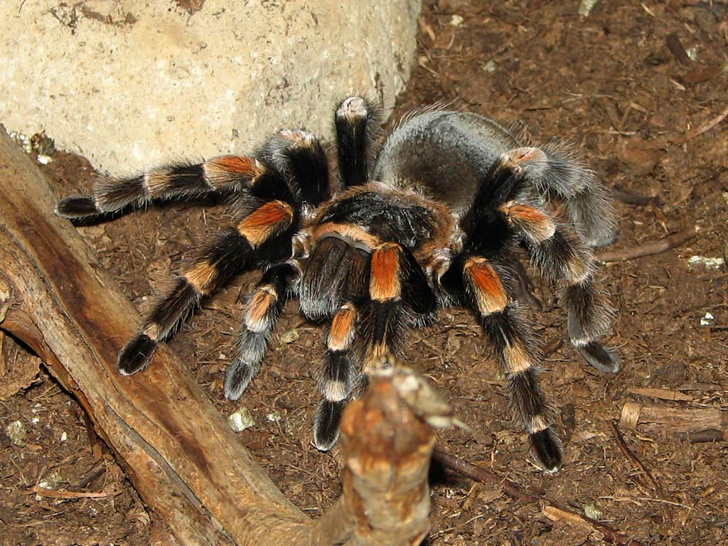 free Tarantula wallpaper wallpapers download