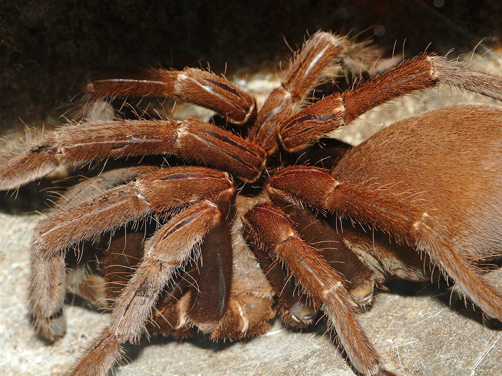 free Tarantula wallpaper wallpapers and background