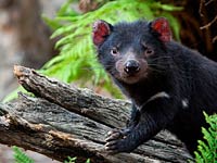 Tasmanian Devil picture