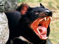 Tasmanian devils name comes from the devilish noises they make.
