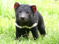 Tasmanian Devil picture