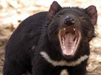 Tasmanian Devil picture