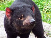 Tasmanian Devil picture