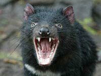 Tasmanian Devil photo