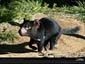 tasmanian devil