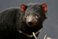 free tasmanian devil wallpaper