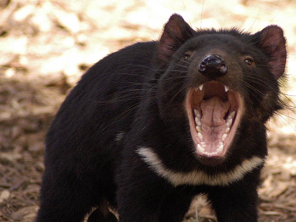 free Tasmanian Devil wallpaper wallpapers download