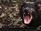 tasmanian devil wallpaper