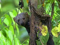 Tayra image