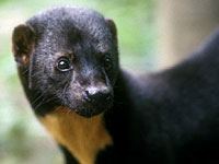 Tayra photo