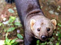 Tayra image