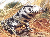 Tegu picture