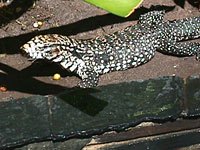 Tegu image