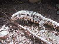 Tegu image