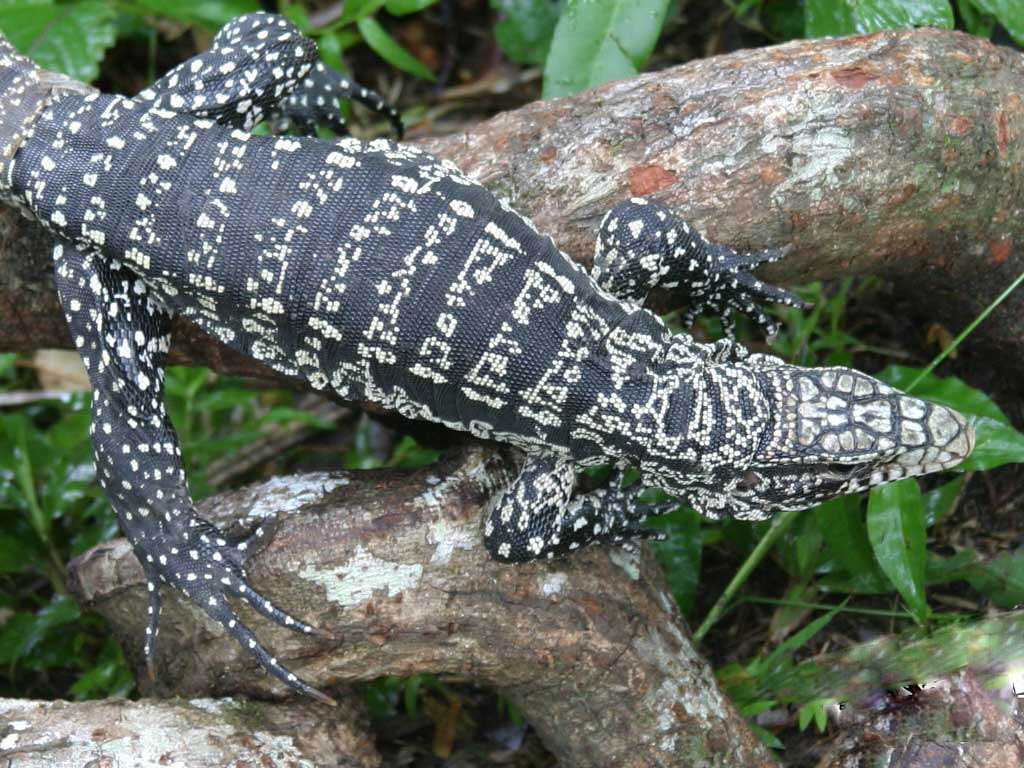 free Tegu wallpaper wallpapers download