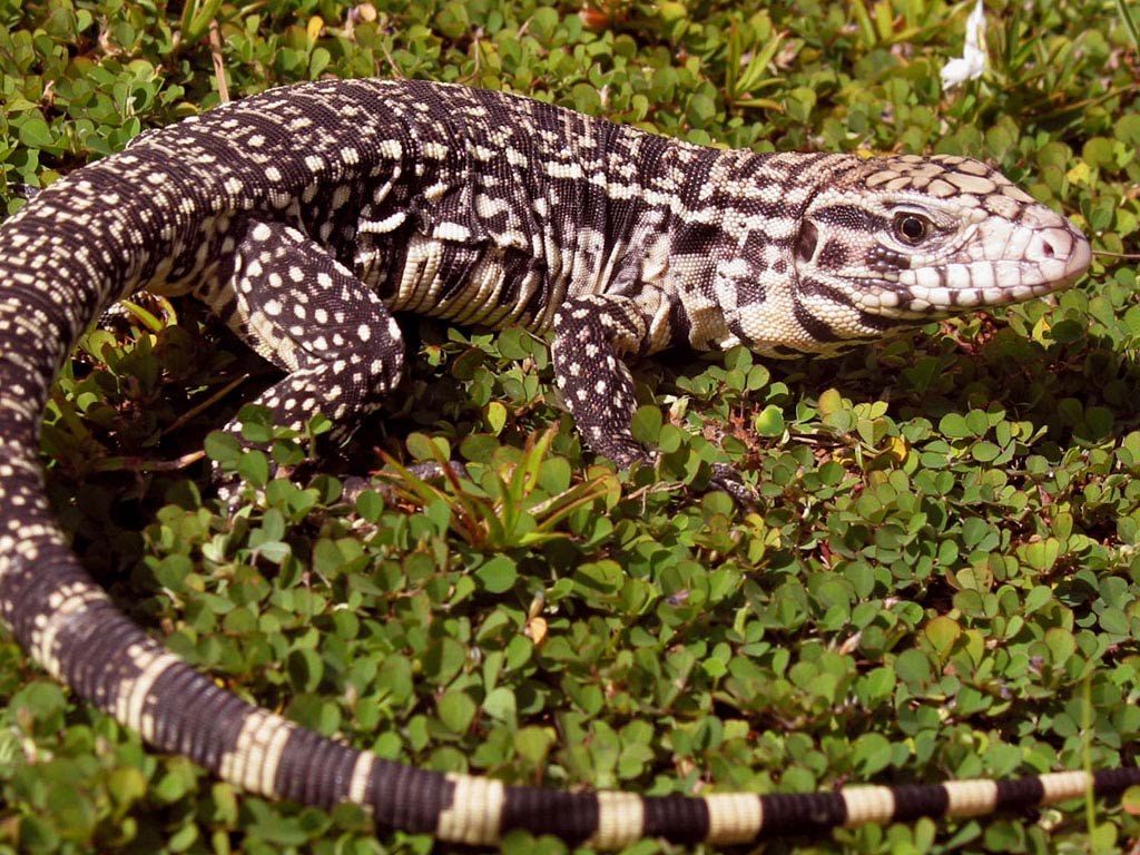 free Tegu wallpaper wallpapers download