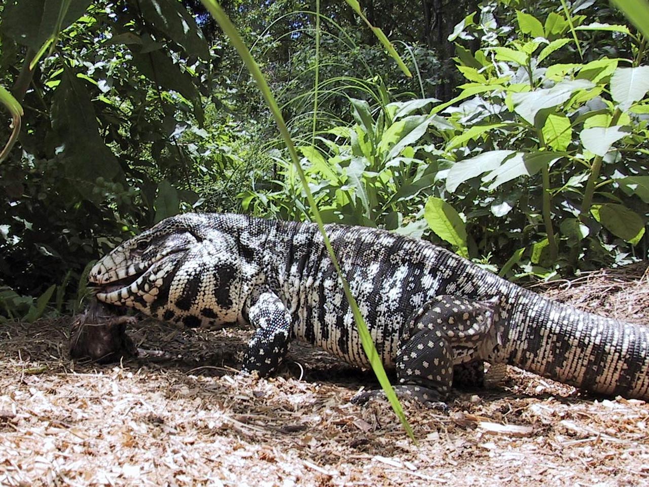 free Tegu wallpaper wallpapers download