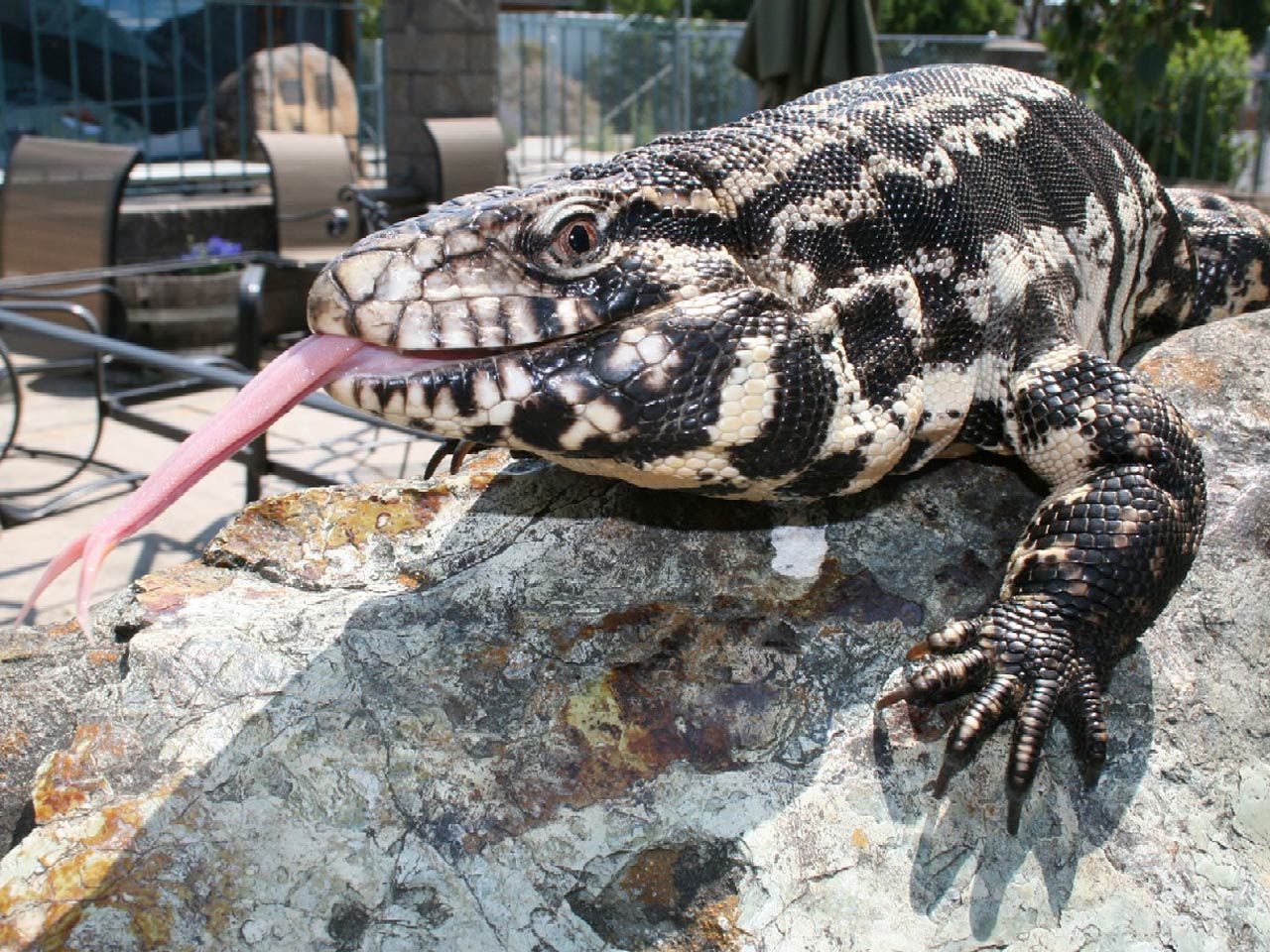 free Tegu desktop wallpaper wallpapers Desktop and Mobile