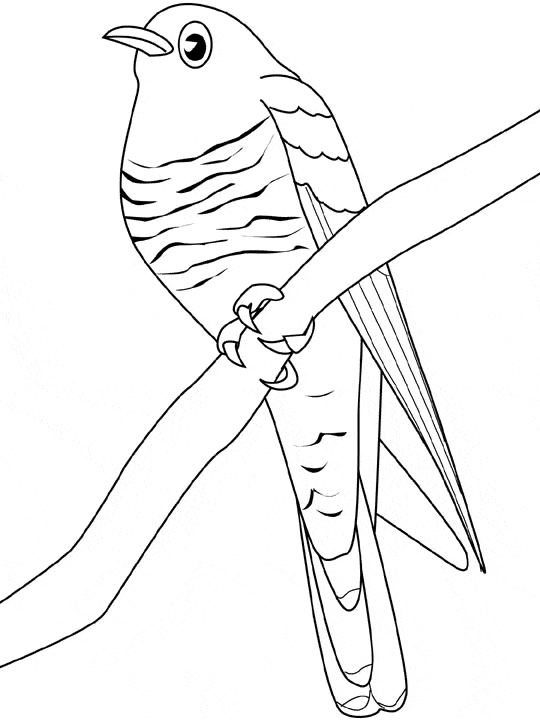 free Tern coloring page