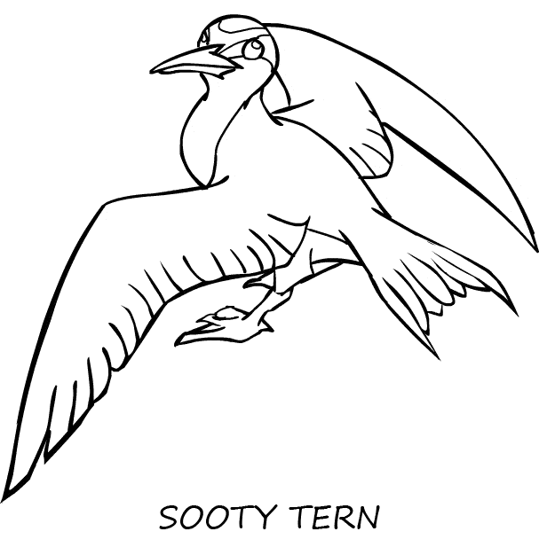 free Tern coloring page