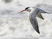 Tern in flight