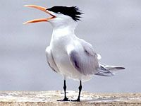 Tern