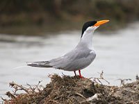 Tern with a nest