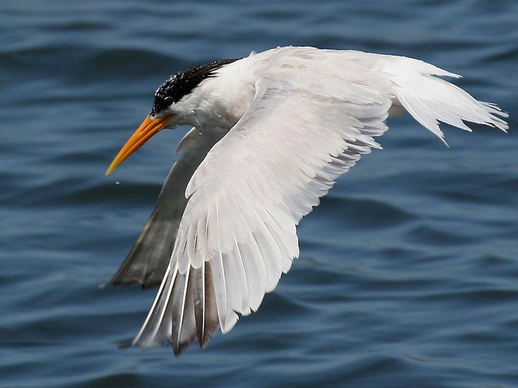 free Tern wallpaper wallpapers download