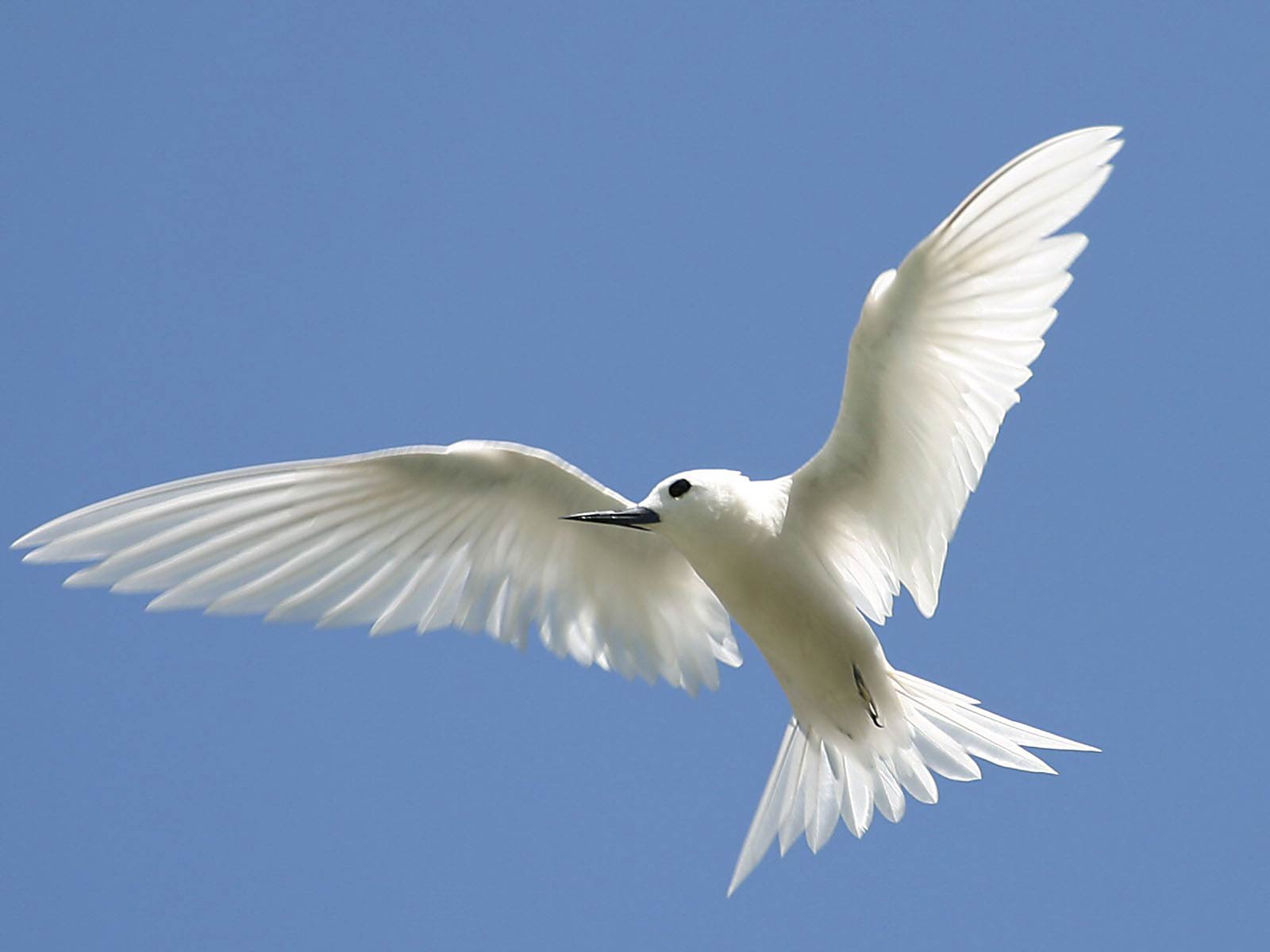 free Tern wallpaper wallpapers download