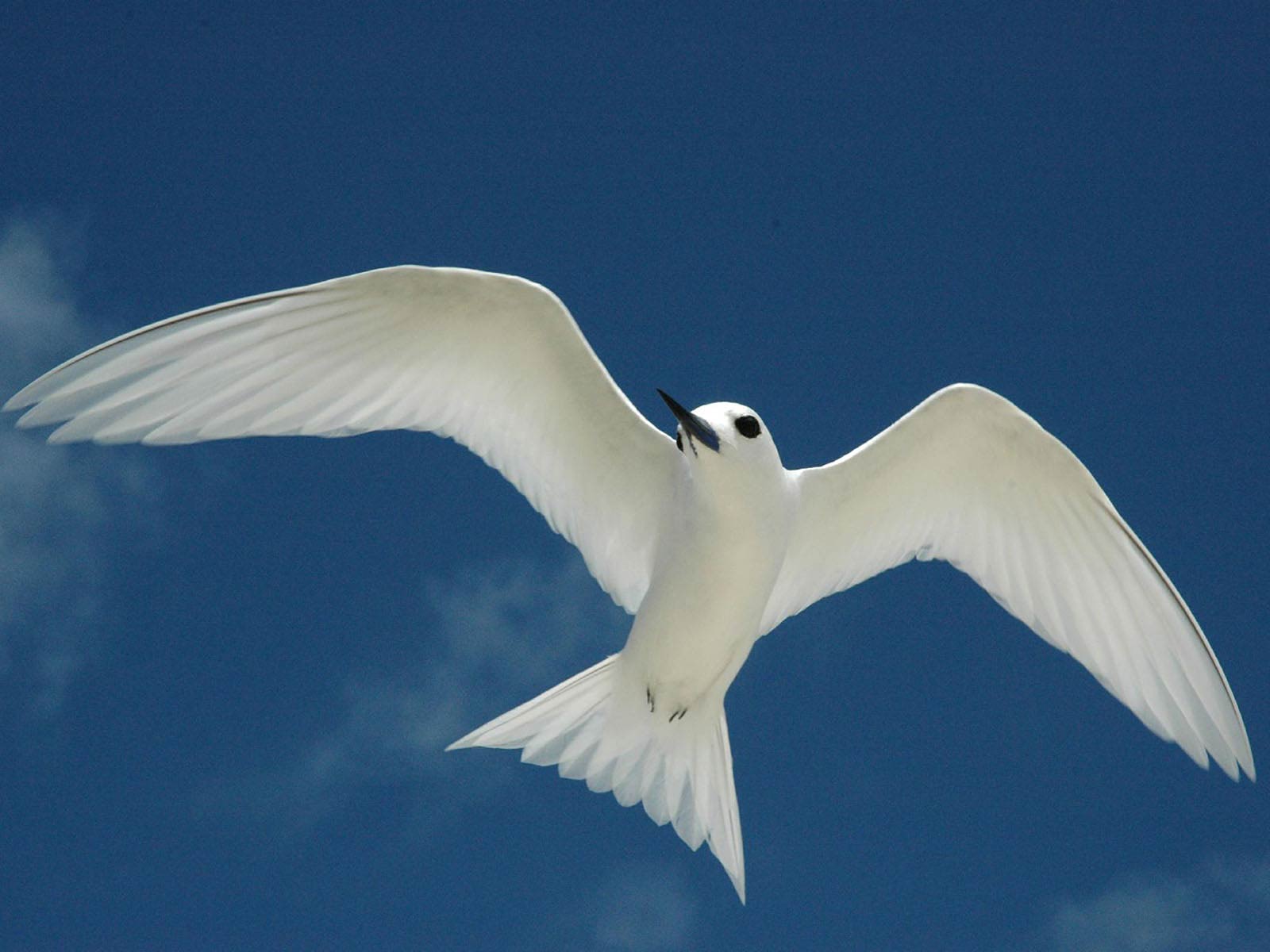 free Tern wallpaper wallpapers download