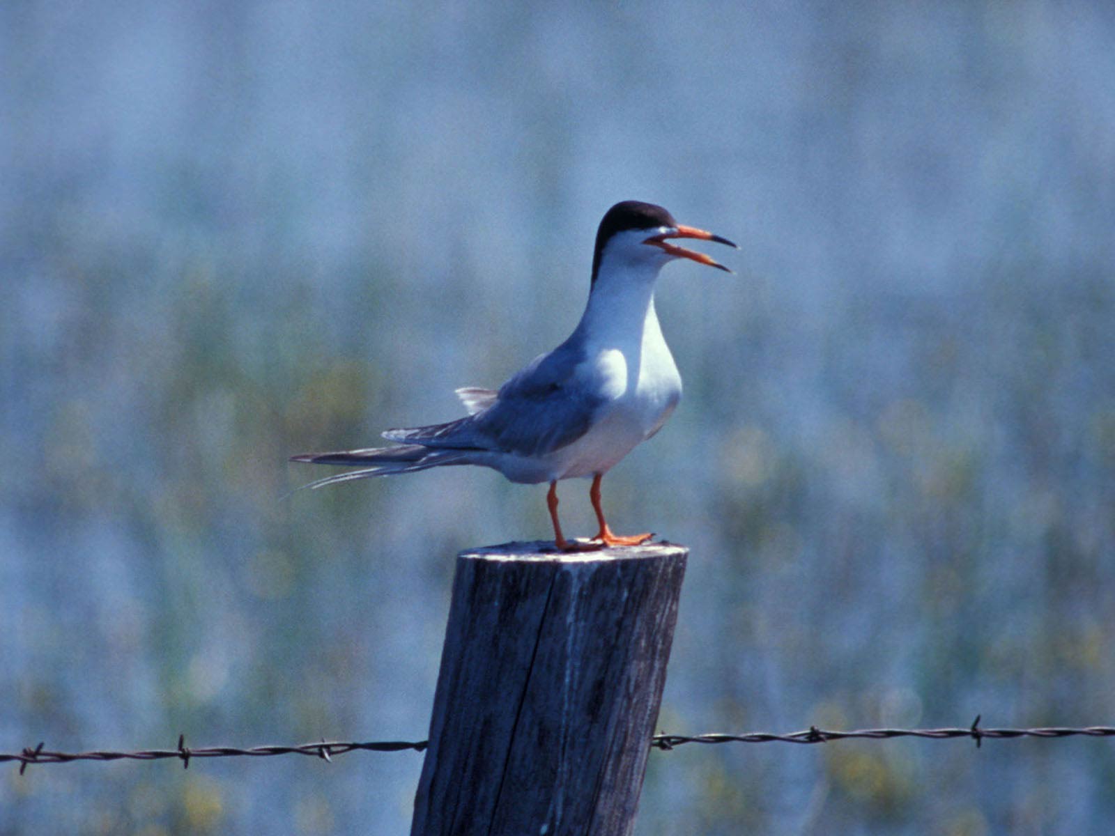 free Tern wallpaper wallpapers and background