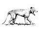 Thylacine coloring page