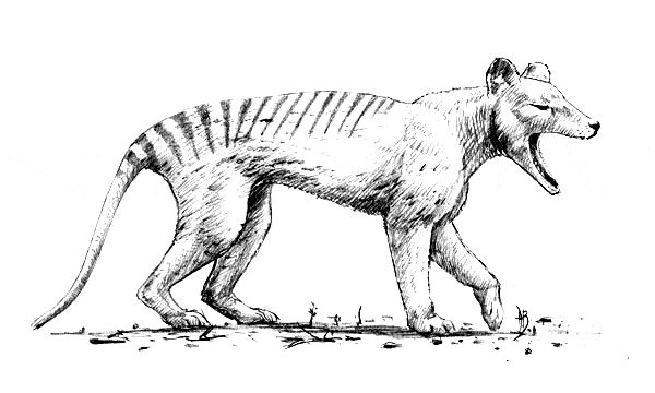 free Thylacine coloring page
