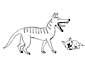 Thylacine coloring page