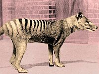 Thylacine image