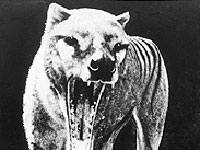 Thylacine image
