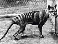 Thylacine photo