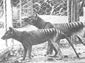 Thylacine wallpaper