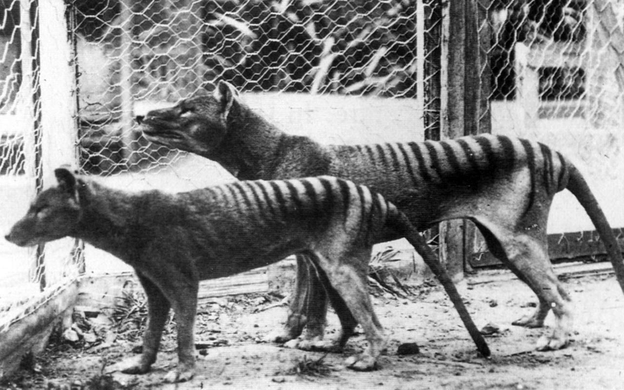 free Thylacine wallpaper wallpapers download