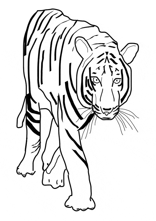 free Tiger coloring page
