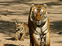 Tiger with a tiger cub image