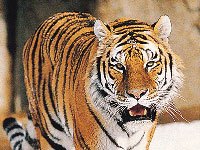 Tiger image
