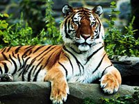 Tiger image