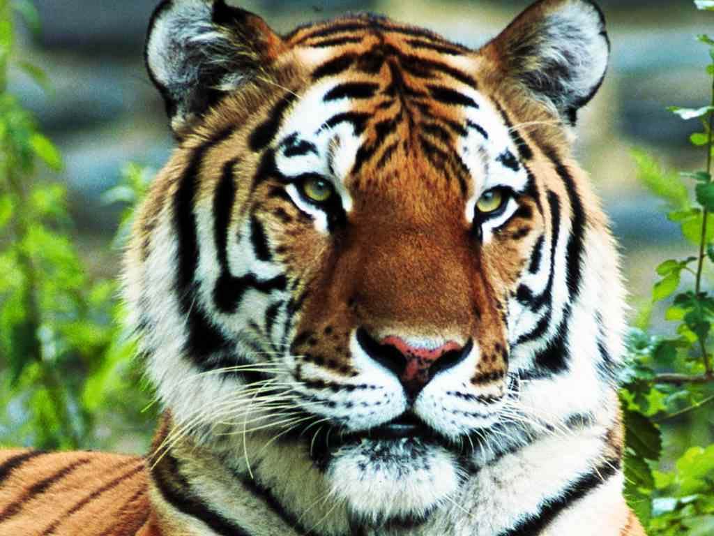 free Tiger wallpaper wallpapers download